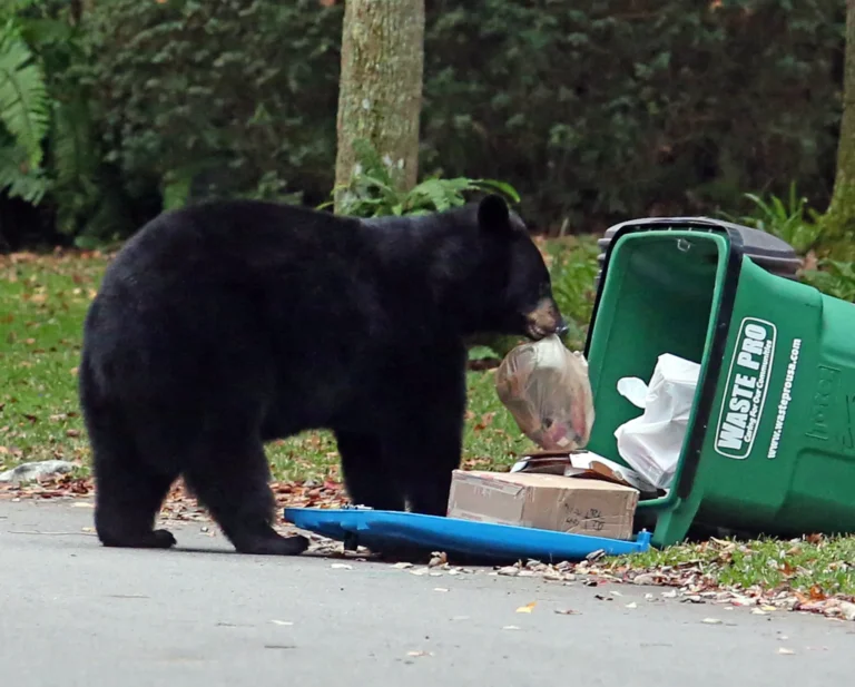 Trash cans hold potential danger for bears